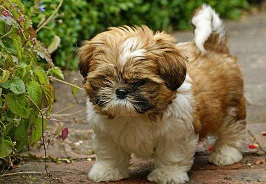 Shih-tzu