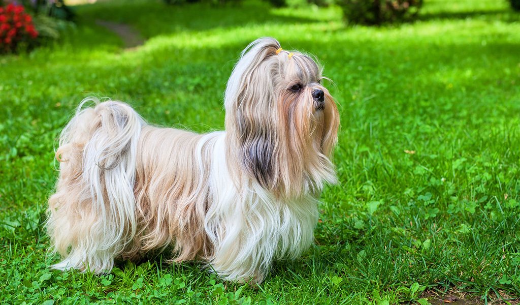 Shih Tzu