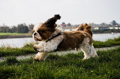 Running Shih Tzu