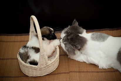 Shih Tzu puppy with cat