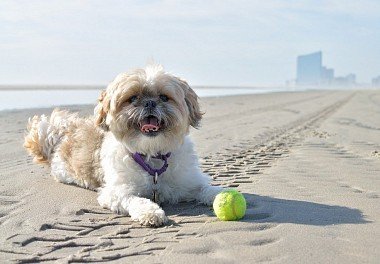 Shih Tzu