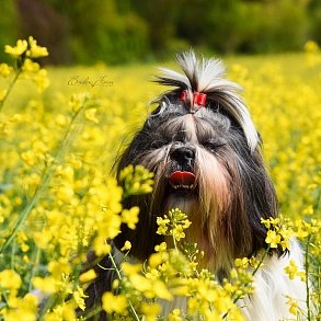 Shih Tzu