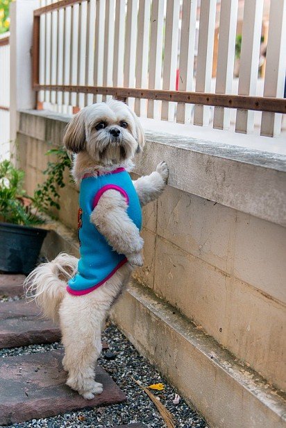 Shih Tzu watching the neighbors