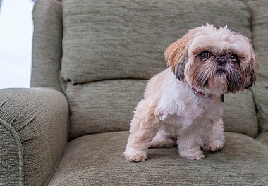 Shih Tzu