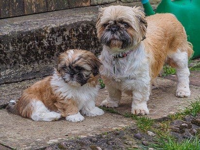 Shih Tzu puppy with mom