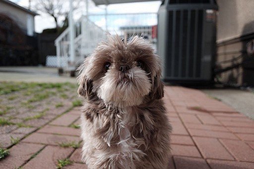 Shih Tzu