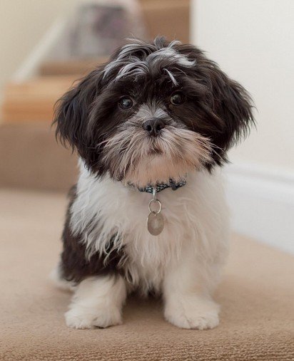 Shih Tzu Puppy