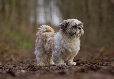 Shih Tzu