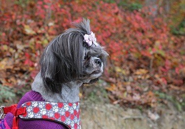 Shih Tzu