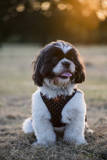 Shih Tzu