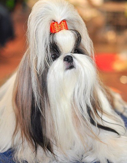 Shih Tzu with long hair