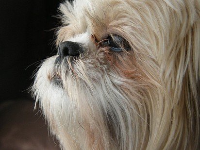 Shih Tzu Muzzle