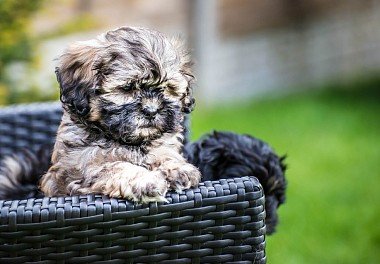 Shih Tzu