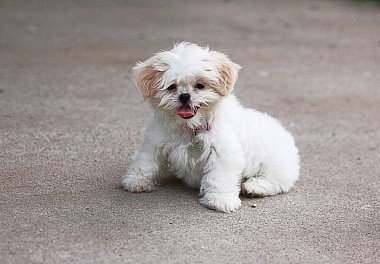 Shih Tzu