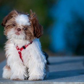 Shih Tzu