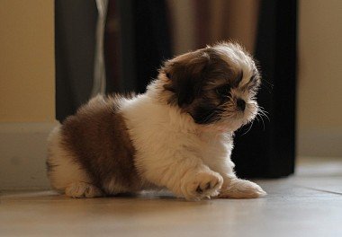 Shih Tzu