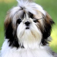 Shih tzu