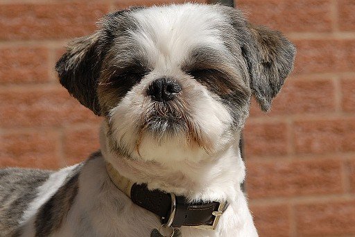 Boy's haircut