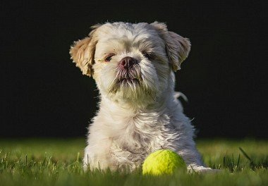 Shih Tzu