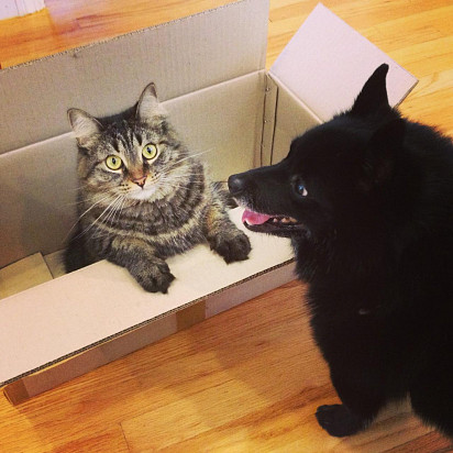 What is that cat doing in my box? 