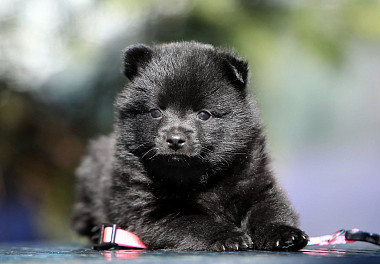 Schipperke