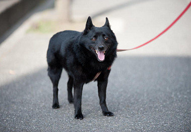 Schipperke