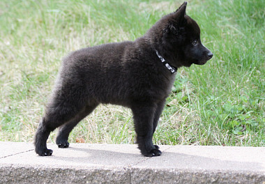 Schipperke