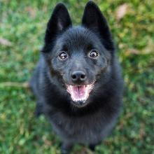 Schipperke