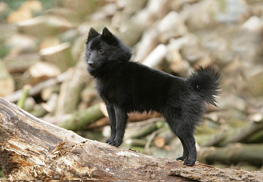 Schipperke