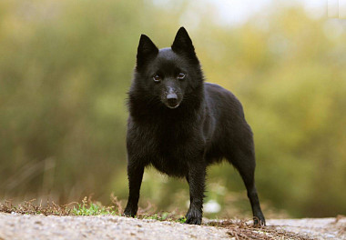 Schipperke