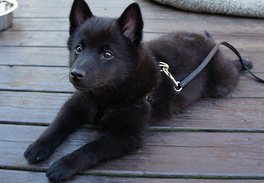 Schipperke