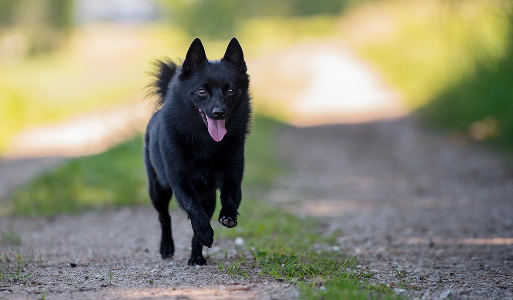 Schipperke