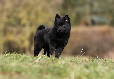 Schipperke