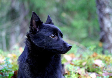 Schipperke