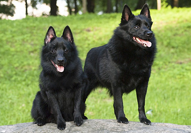 Schipperke