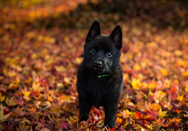 Schipperke