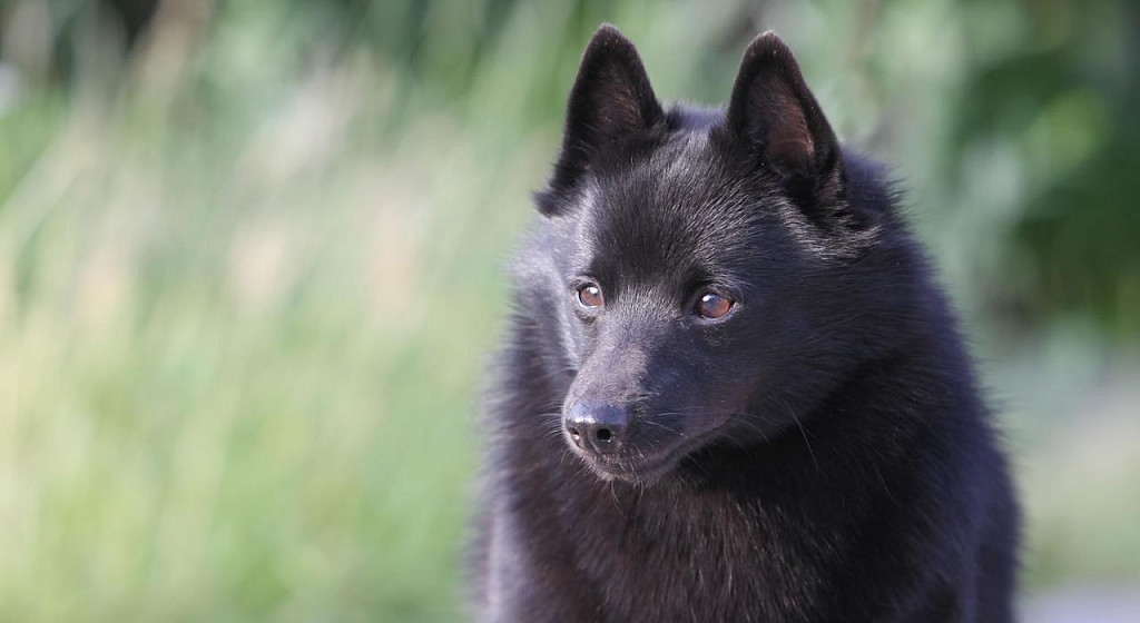 Schipperke's Muzzle