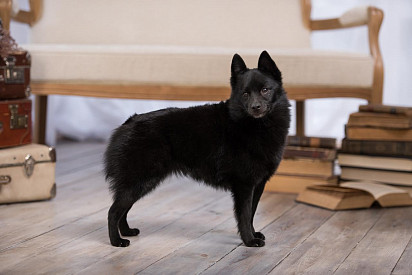 Schipperke poses for the camera