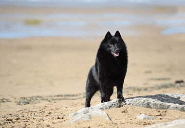 Schipperke