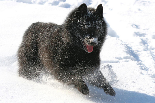 Schipperke