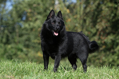 Schipperke is a small sheepdog