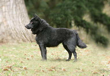 Schipperke