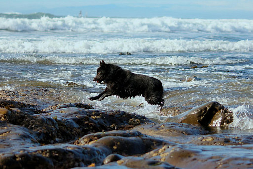 Schipperke