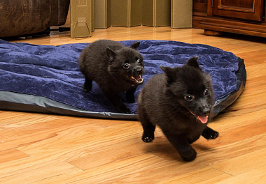 Schipperke