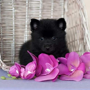 Schipperke