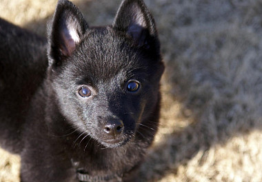 Schipperke