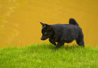 Schipperke