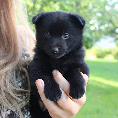 Schipperke puppy