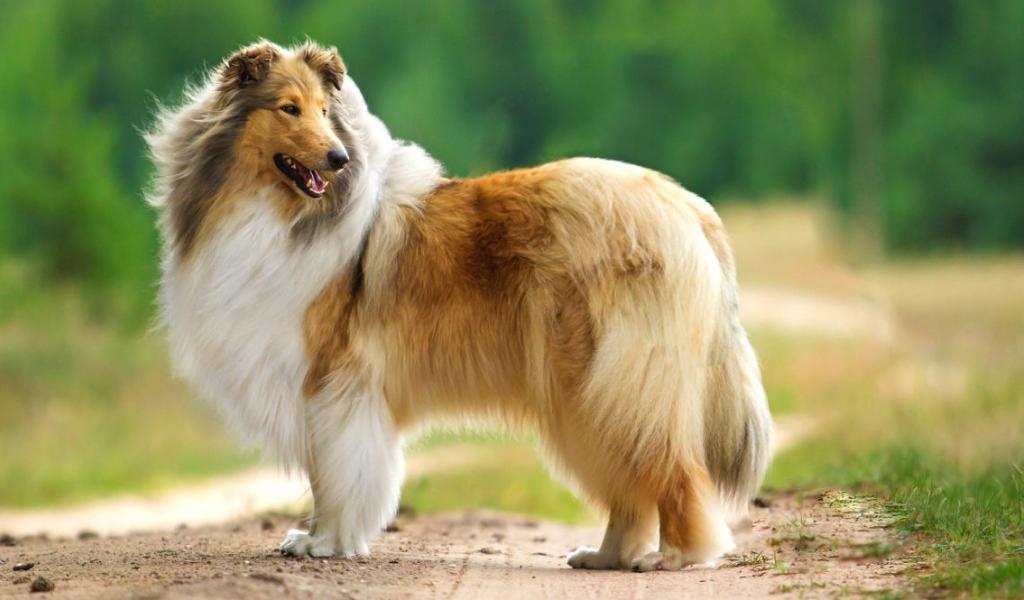 Scottish Sheepdog (Collie)