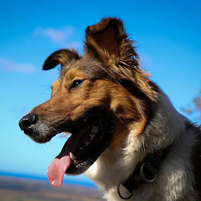 Scottish Sheepdog (Collie)